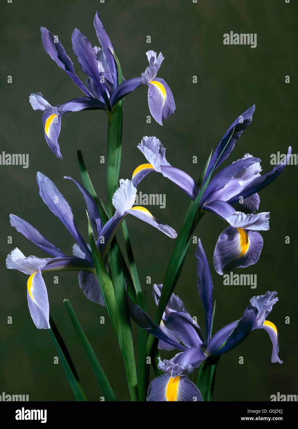 Iris - `Imperator' - - (Hollandica hybrid) Dutch Iris   BUL074406  /Photoshot Stock Photo